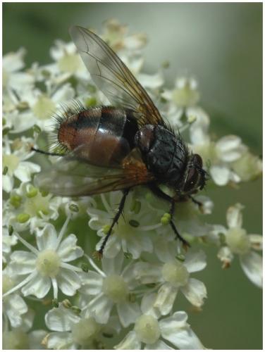 Réf. 27 297 : Nemoraea pellucida
