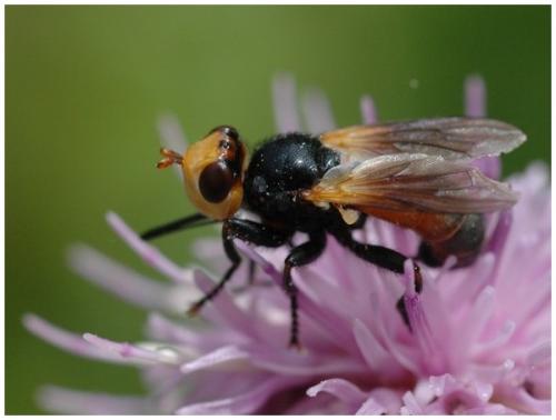 Melanosoma bicolor