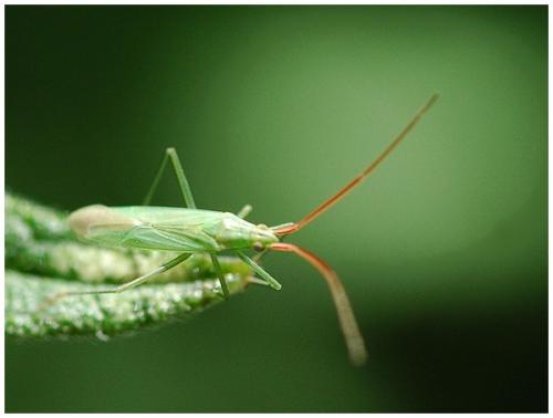 Réf. 27 965 : Trigonotylus sp.