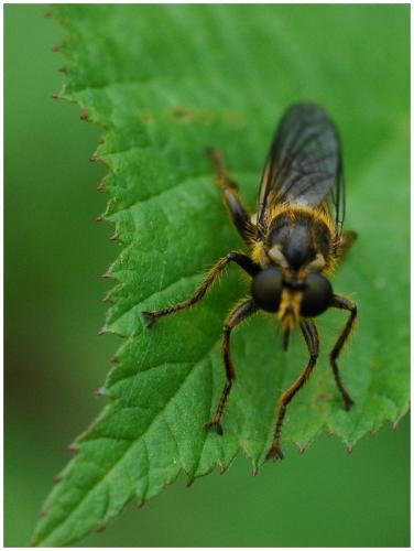 Choerades sp.