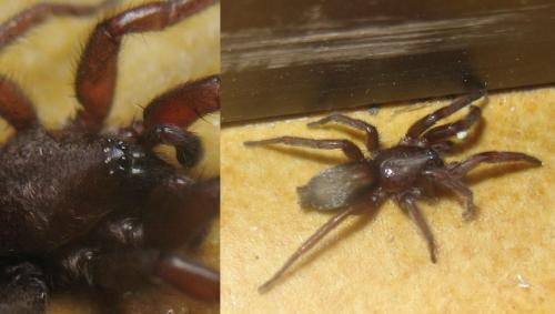 Réf. 27 746 : Scotophaeus sp.