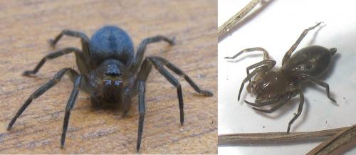 Clubiona corticalis