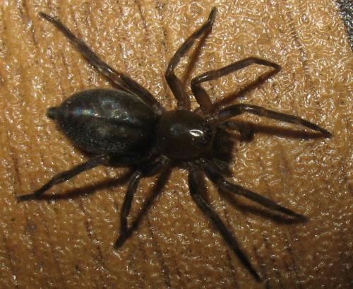 Clubiona corticalis