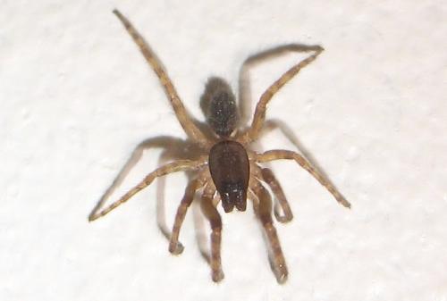 Segestria sp.