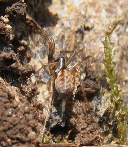 Neriene clathrata