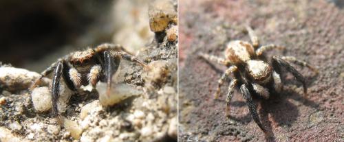 Réf. 27 487 : Pseudeuophrys lanigera