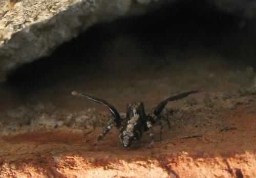 Réf. 27 488 : Pseudeuophrys lanigera
