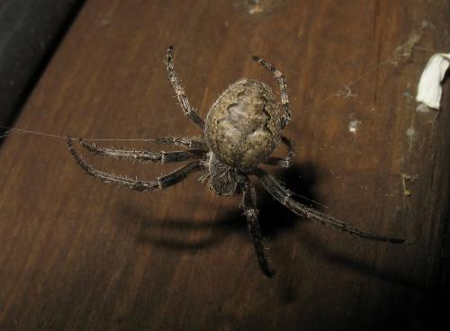 Réf. 27 211 : Larinioides ixobolus