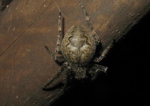 Réf. 27 101 : Larinioides ixobolus