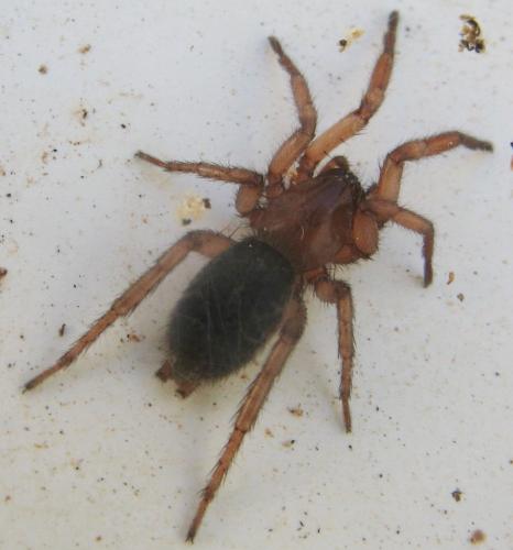Urozelotes rusticus