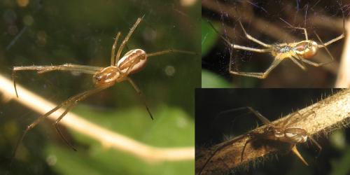 Neriene radiata