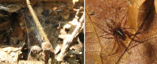Neriene clathrata