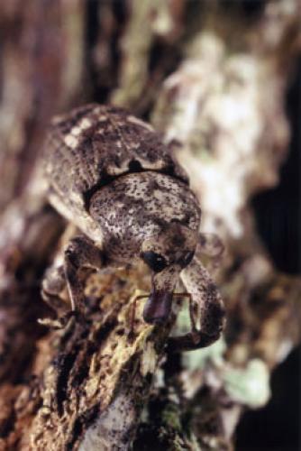 Réf. 27 132 : Gasterocercus depressirostris