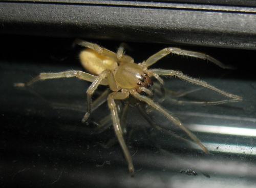 Cheiracanthium sp.