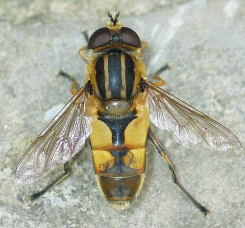 Helophilus hybridus