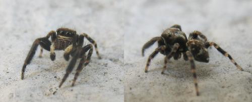 Réf. 27 486 : Pseudeuophrys erratica