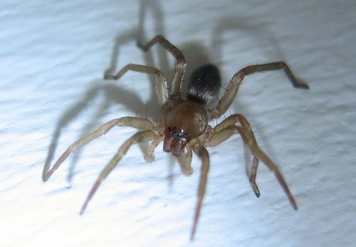 Clubiona sp.