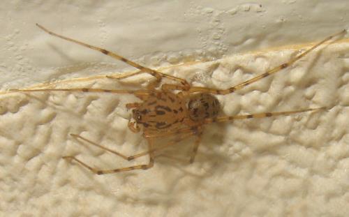 Réf. 27 573 : Scytodes thoracica