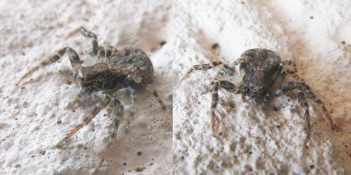 Ozyptila sp.