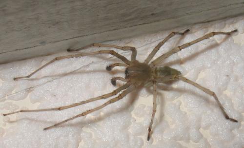 Réf. 27 412 : Cheiracanthium sp.