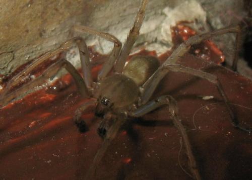 Cheiracanthium sp.