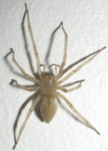 Réf. 27 451 : Cheiracanthium sp.