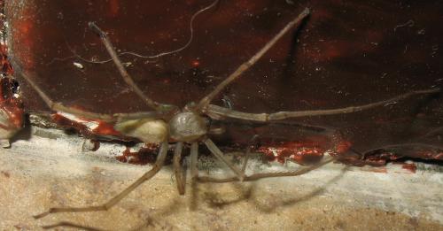 Cheiracanthium sp.