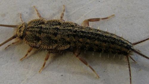 Réf. 27 266 : Ctenolepisma lineata