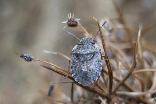 Réf. 27 754 : Sciocoris sp.
