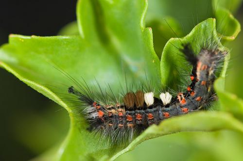 Orgyia antiqua
