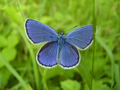 Réf. 27 163 : Plebejus sp.