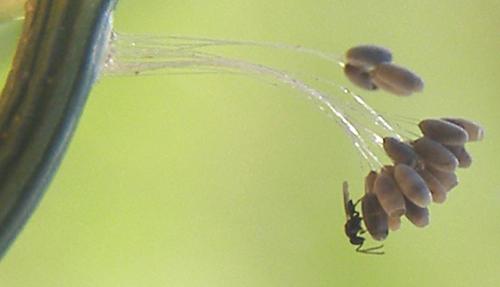 Telenomus acrobates