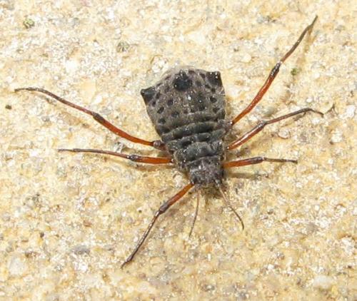Réf. 27 263 : Tuberolachnus salignus