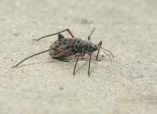 Réf. 27 264 : Tuberolachnus salignus
