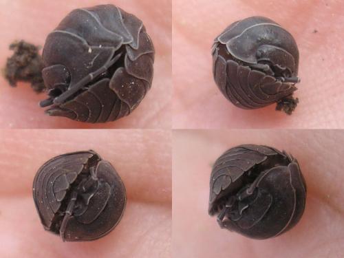 Armadillidium nasatum