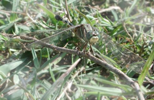 Orthetrum sabina