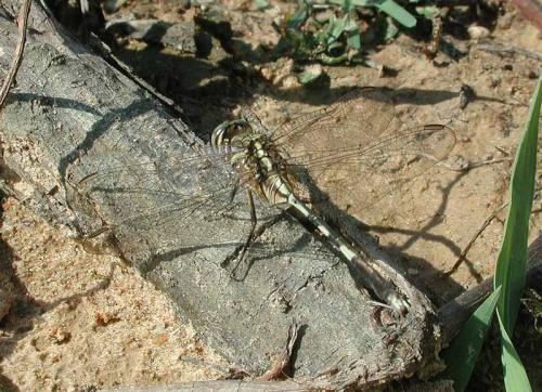 Orthetrum sabina