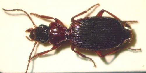 Cymindis abeillei