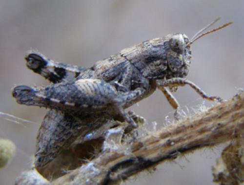 Pezotettix giornae