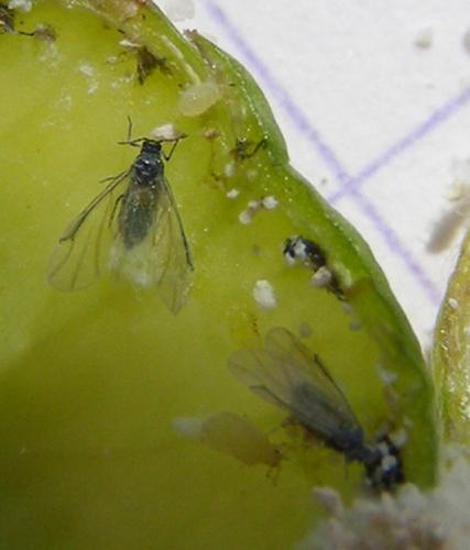 Aploneura lentisci