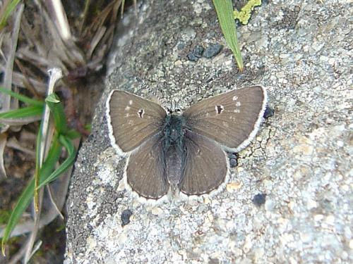 Plebejus glandon