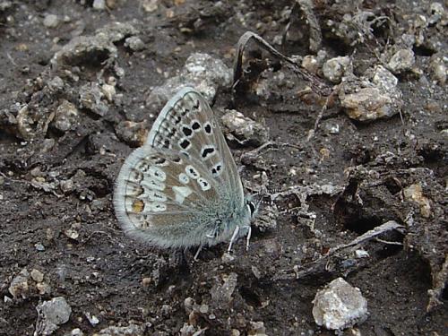 Plebejus glandon