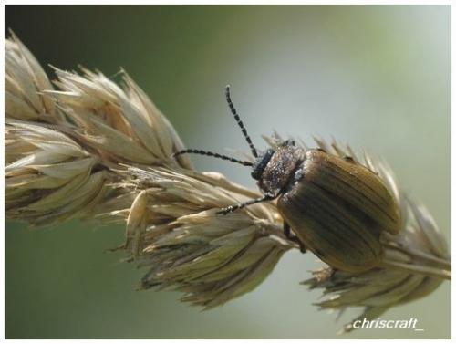 Réf. 27 940 : Galeruca interrupta
