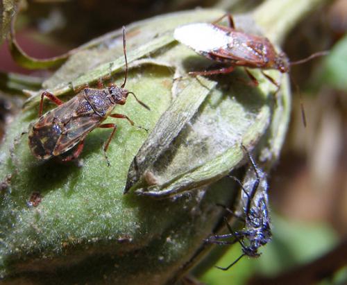 Liorhyssus hyalinus