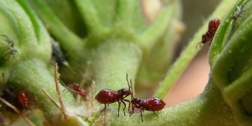 Oxycarenus hyalinipennis