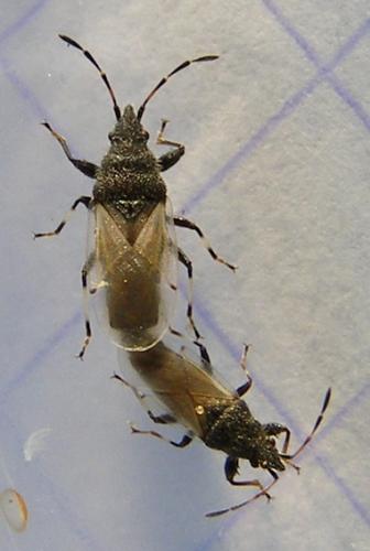 Oxycarenus hyalinipennis