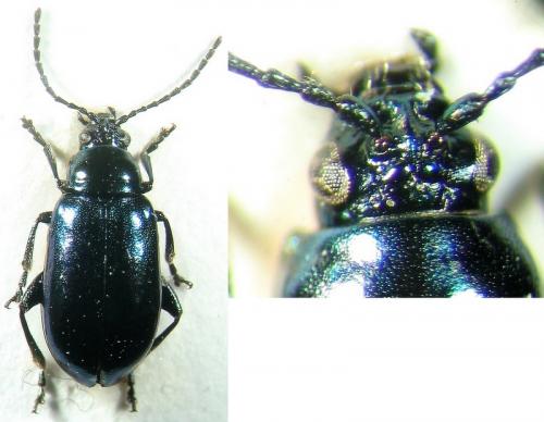 Altica sp.