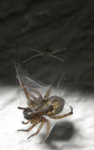 Réf. 27 619 : Amaurobius sp.