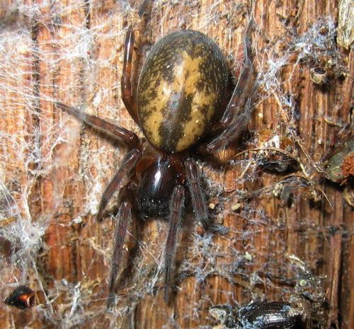 Réf. 27 353 : Amaurobius sp.