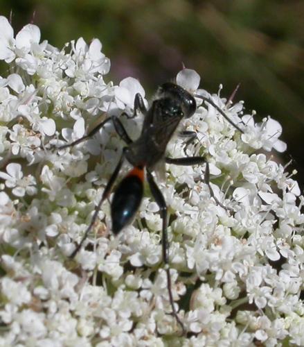 Ammophila sabulosa